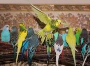 Продаются попугаи от заводчиков