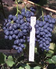 Виноградарство в Пензе