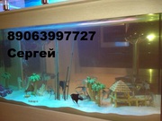 Услуги по аквариумистике(обслуживание аквариумов)