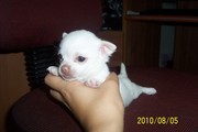 Продается красивый щенок чихуахуа (девочка),  белого окраса